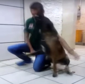 Köpek eğitmenin burnunu ısırıp kırdı