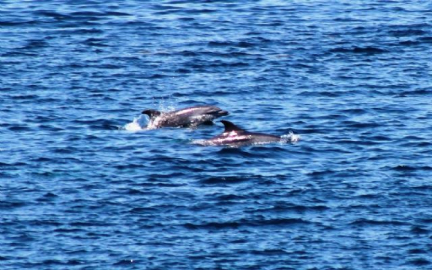 Çanakkale Boğazı'nda yunus şovu