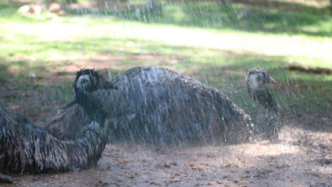 Sevimli dostlarımız böyle serinledi