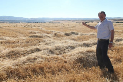 150 dönüm tarladan 50 ton arpa çaldılar