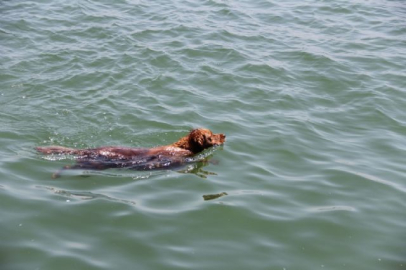 Serinlemek için bin metre yüzdü