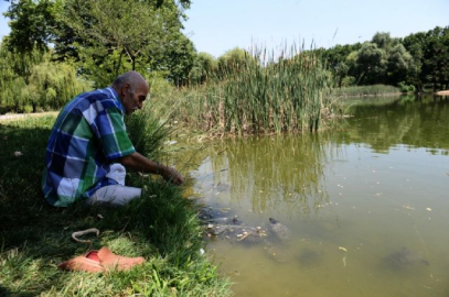 Yüzlerce kaplumbağayı ekmekle besliyor