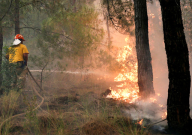 İzmir'de korkutan orman yangını! Yollar kapatıldı, elektrikler kesildi