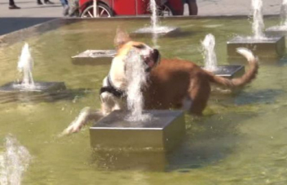 Sıcaktan bunalan köpeğin fıskiye ile imtihanı