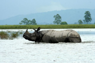 Hindistan'da tek boynuzlu gergedanlar tehlike altında