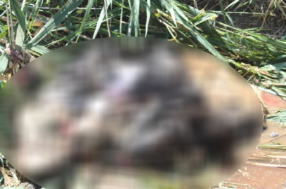 Caniliğin bu kadarı