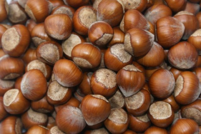 Fındığı erken toplamayın