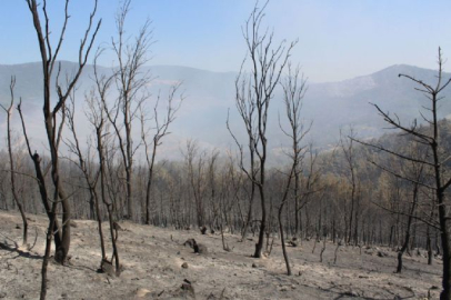 500 hektarda etkili olan yangın kısmen kontrol altında