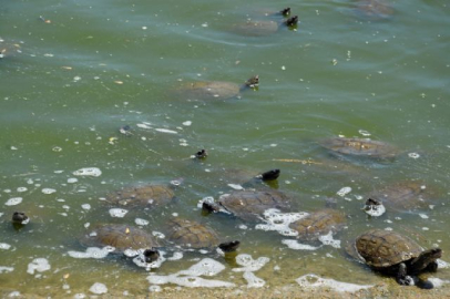 Kaplumbağalar ekmek yemek için birbirini eziyor