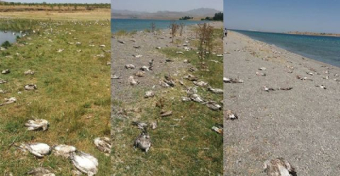 Binlerce martı açlıktan öldü