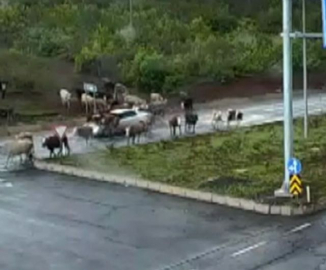 Otomobil hayvanların arasına daldı!