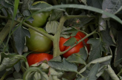 Iğdır'da 'Süper Domates' hasadı başladı