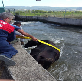 Sulama kanalına düşen ineği itfaiye kurtardı