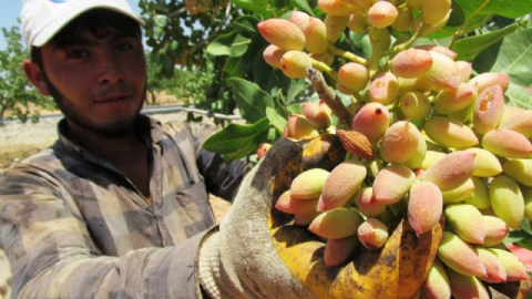 Gaziantep'te fıstık hasadı başladı