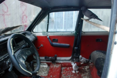 Otomobil güvercinlere tahsis edildi