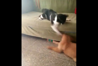 Boksör kedi köpeği fena benzetti