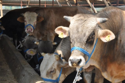 Migros ve CarrefourSA 2017 kurbanlık fiyatlarını açıkladı