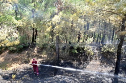 Tekirdağ'da 50 dönüm orman kül oldu