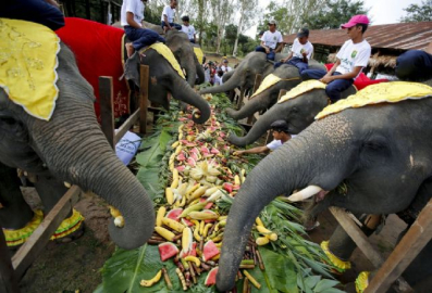 Dünya fil günü kutlandı
