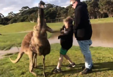Kanguru çocuğu böyle yumrukladı