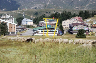 Uludağ'da kayak pistleri koyunlara kaldı