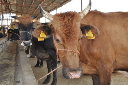 Kurban alırken bunlara dikkat