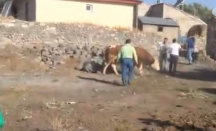 Halatı koparan dana köyü birbirine kattı