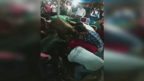 Kaçak boğa kahvehaneye daldı