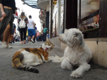 Taksim'de kedi ve köpeğin dostluğu görenleri şaşırttı