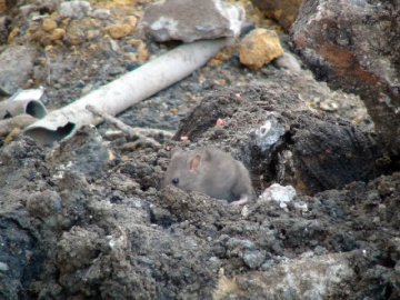 İstiklal Caddesi'ni fareler bastı