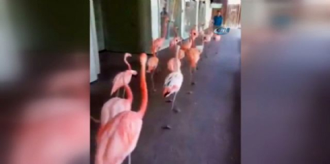 Flamingolar da tahliye edildi