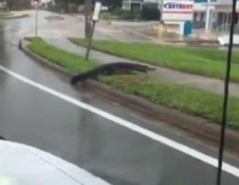 Florida'da sokaklar timsahlara kaldı