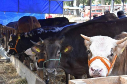 Hayvansal üretim istatistikleri açıklandı