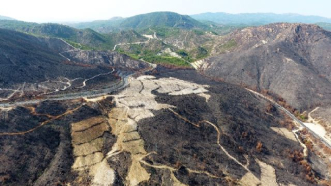 Yanan alana 1,5 milyon yeni fidan