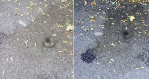 Antalya'da kan donduran görüntü