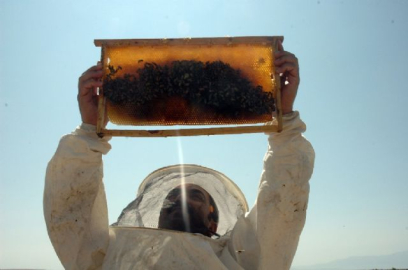 Son 10 yılın en bereketli bal hasadı