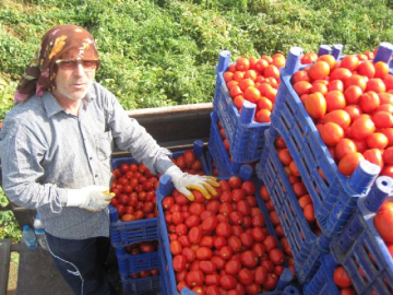 Salçalık domates 45 kuruş