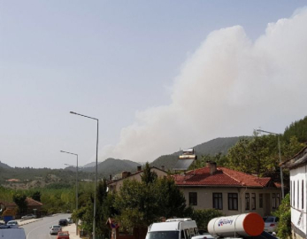 Sakarya'daki orman yangını büyüyor