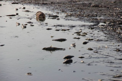 Sular çekilince binlerce balık telef oldu