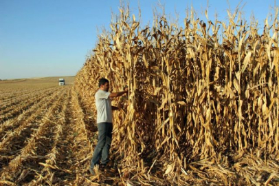 Mısır, çiftçinin yüzünü güldürmedi