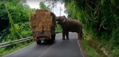 Fil kamyondan sama balyası yürüttü