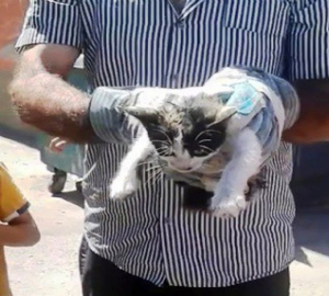 Aracın motoruna sıkışan kedi için seferber oldular