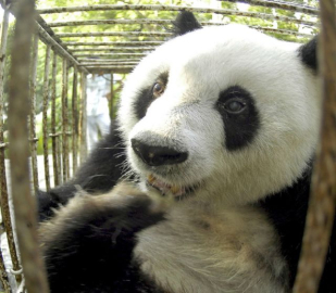 Dünyanın en yaşlı pandası Basi öldü
