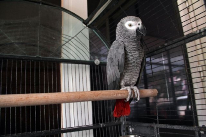 Hırsızlık çetesi bu papağan sayesinde çökertildi