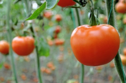 Rusya'dan domates açıklaması