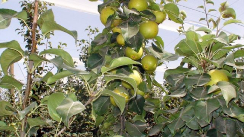 Konya'da çiftçinin yeni umudu 'Japon armudu'