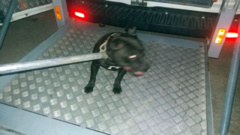 Pitbull'un kulübesinde de uyuşturucu madde saklamışlar