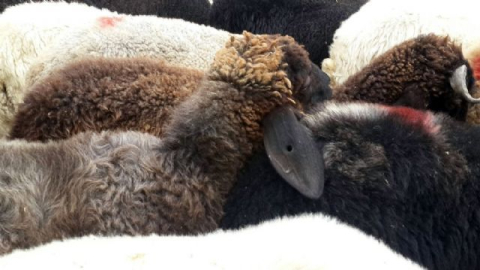 Sahte parayla 46 koyun aldı