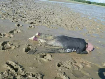 İnsanlık bir kez daha kıyıya vurdu!