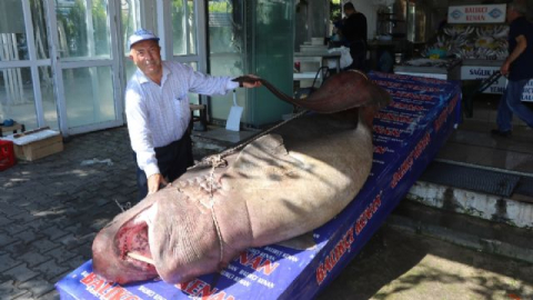 1 ton 200 kiloluk köpek balığı yakalandı
